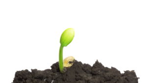 Growing like a mustard seed  (Parables of Jesus part seven)