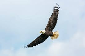 Soar Like The Eagle