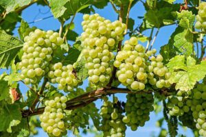 Viticulture  (Parables of Jesus part Thirty one)