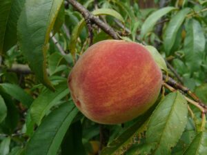 The fruit of the Spirit (Part seventeen)